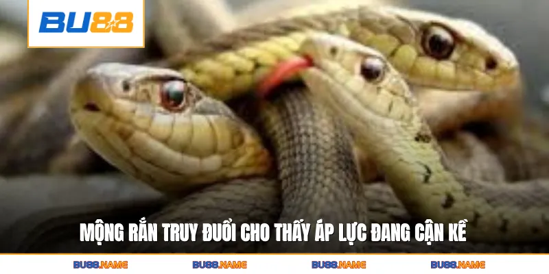Nằm Mơ Thấy Rắn Hé Lộ Bí Ẩn Vận May Và Biến Động Tương Lai 1 Mộng rắn truy đuổi cho thấy áp lực đang cận kề