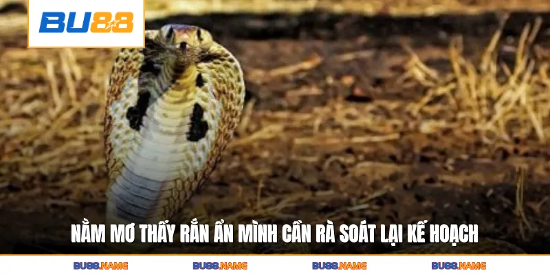 Nằm Mơ Thấy Rắn Hé Lộ Bí Ẩn Vận May Và Biến Động Tương Lai 2 Nằm mơ thấy rắn ẩn mình cần rà soát lại kế hoạch