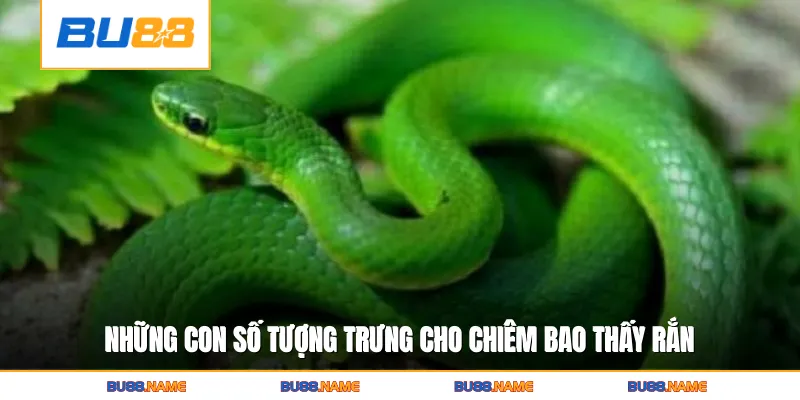 Nằm Mơ Thấy Rắn Hé Lộ Bí Ẩn Vận May Và Biến Động Tương Lai 3 Những con số tượng trưng cho chiêm bao thấy rắn